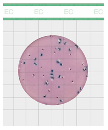 Coliform & E. coli Count Plate