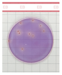 Enterobacteriaceae Count Plate