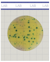 Lactic Acid Bacteria Count Plate