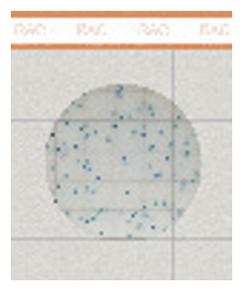 Rapid Aerobic Count Plate