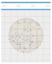 Staphylococcus aureus Count Plate