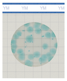Yeast & Mold Count Plate
